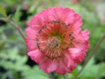Geum 'Bell Bank