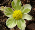 Hacquetia epipactis 'Thor'