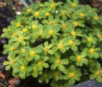 Hacquetia epipactis AGM 