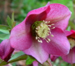 Helleborus x hybridus  Clear Pink