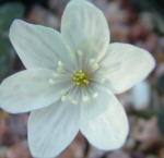 Hepatica nobilis 'White' AGM