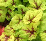x Heucherella