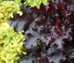 Heuchera