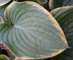 Hosta