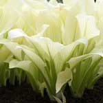 Hosta 'White Feather'