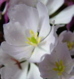 Jeffersonia dubia 