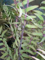 Osmunda regalis var spectabilis 