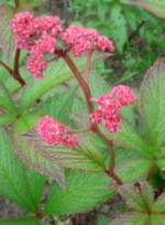 Rodgersia pinnata 'Fireworks' 