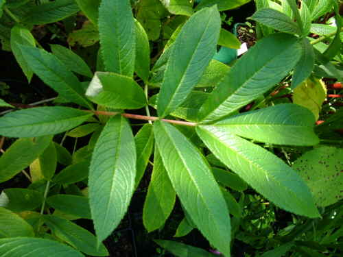 Rodgersia nepalensis  
