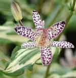 Tricyrtis 'Imperial Banner'