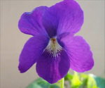Perennials Collections