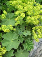 Alchemilla mollis