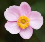 Anemone x hybrida 'September Charm' AGM