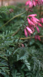 Dicentra 'Stuart Boothman' AGM (original clone) 