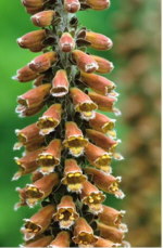 Digitalis parviflora 'Milk Chocolate' 
