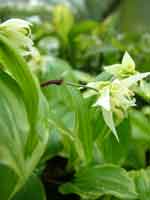 Disporum smilacina 'Aureo-variegata'