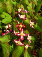 Epimedium x rubrum