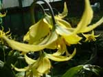 Erythronium 'Susanna'