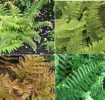 4 x Evergreen ferns for pots or shady borders