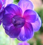 Geranium