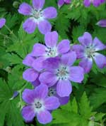 Geranium sylvaticum 'Birch Lilac'