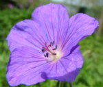 Geranium 'Kashmir Purple'