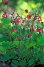 Geum 'Leonards Variety'