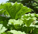 Gunnera