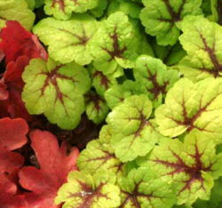 x Heucherella 'Stoplight'