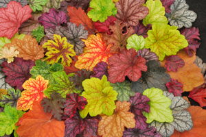 Special Offer no 2 - 5 x named cultivars 9cm pots