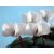 Cyclamen coum 'Album' 