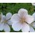 Geranium 'Kashmir White'