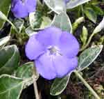 Vinca minor 'Ralph Shugert