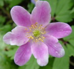 Anemone nemorosa 'Cedrics Pink'