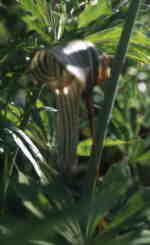 Arisaema ciliatum var. liubaense CT369 