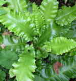 Asplenium scolopendrium 'Undulatum' 