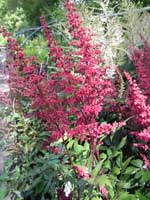 Astilbe arendsii