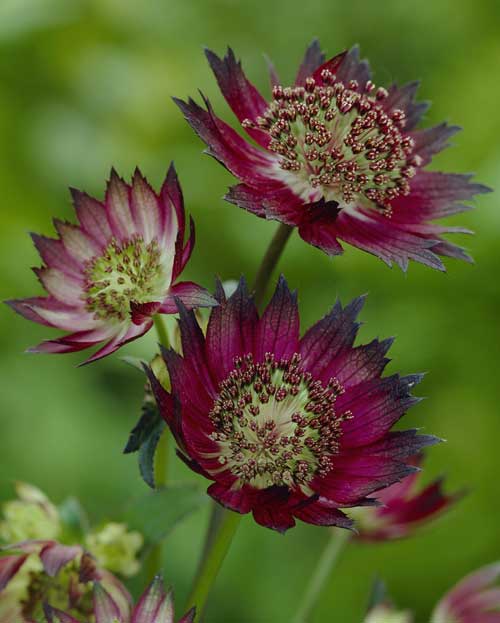 Easy Summer Flowering Shade Plants.