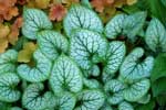 Brunnera macrophylla 'Silver Spear'