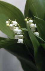 Convallaria majalis 'Fortins' Giant'