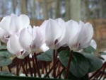 Cyclamen coum 'Album' 