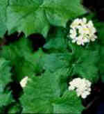 Diphylleia