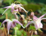 Epimedium 'Akebono' (Dawn) 