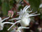 Epimedium grandiflorum White Queen' AGM 