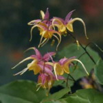 Epimedium 'Fire Dragon'