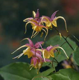 Epimedium 'Fire Dragon'