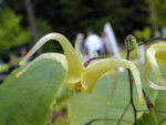 Epimedium franchetii 