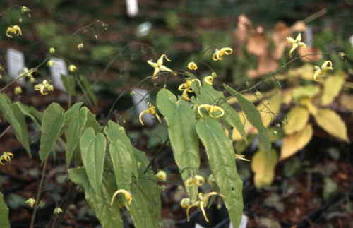 Epimedium franchetii 