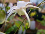 Epimedium 'Egret' 