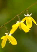 Epimedium platypetalum 